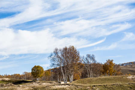 The golden silver birch on the grasslandの写真素材