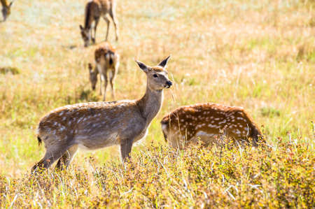 Spotted deers on the grasslandの写真素材