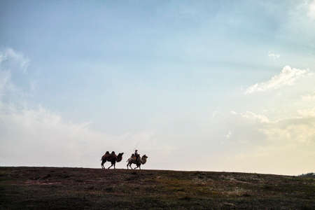 A herdsman and the camels walking at the grasslandの写真素材