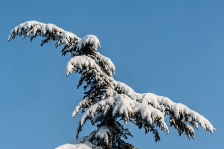 Heavy snow on the branch of pineの写真素材