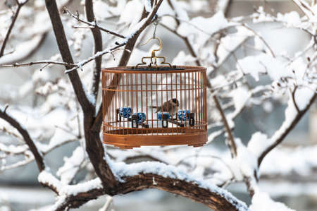 A birdcage hang on the tree in the snowの写真素材