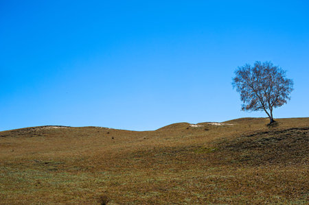 A lonely tree stand on the grassland