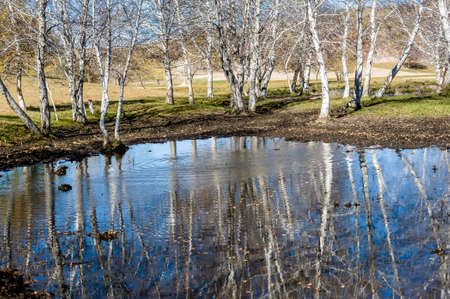 Silver birches and the inverted image on the waterの写真素材