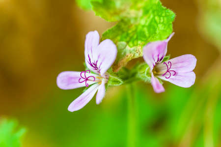 The closeup stamen of mozzie buster flowerの写真素材