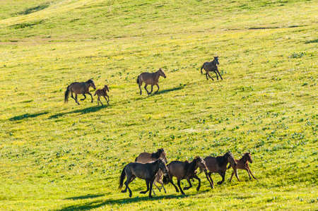 Horses running at the grasslandの写真素材