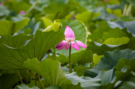 The blooming lotus under the rainの写真素材