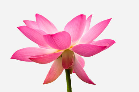 The lotus on the white backgroundの写真素材