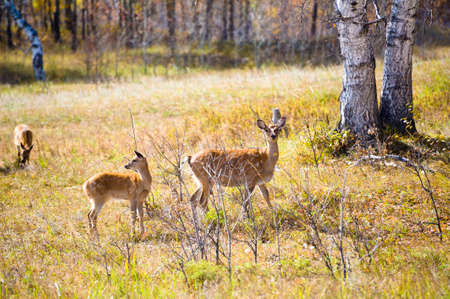 Two spotted deers on the grasslandの写真素材
