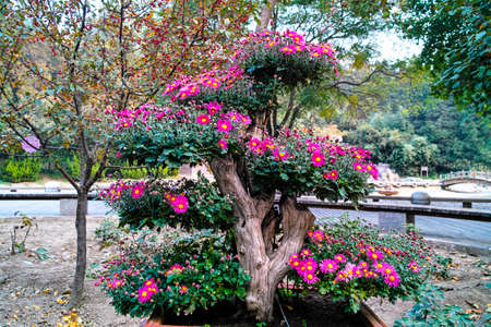 A mini-scape consists of the chrysanthemum の写真素材