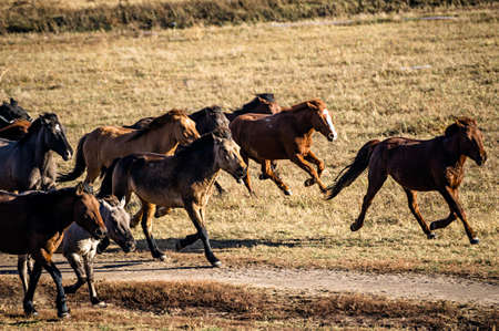 Running horses on the grasslandの写真素材