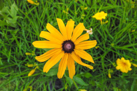 Yellow chrysanthemum