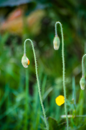 Flower buds in outsideの写真素材