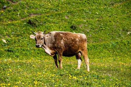 A cow on the grasslandの写真素材