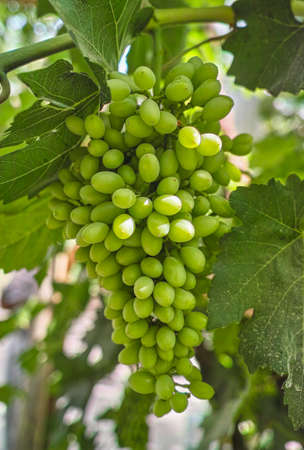 To be ripe grapesの写真素材