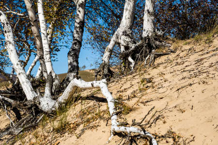 The silver birch in autumnの写真素材