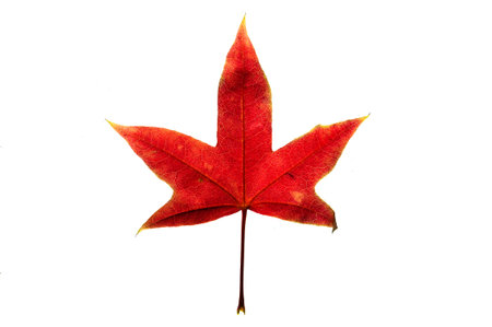 A red maple leaf isolated on the white background