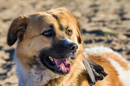 The portrait of a dog