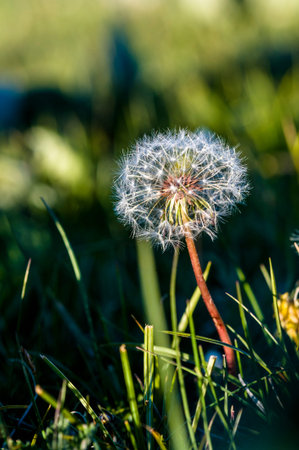 The dandelion under the sunshine