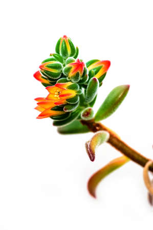 Ready blooming flowersの写真素材