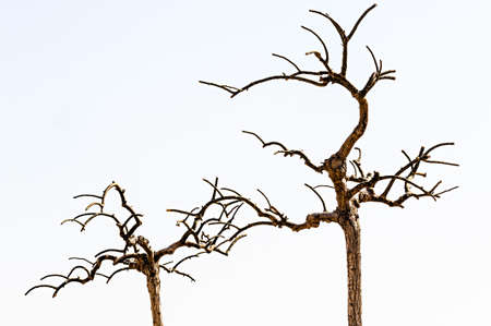 Bared treesの写真素材