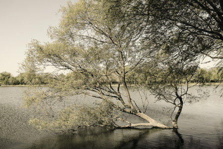 Tree at the lakeside