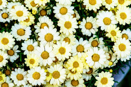 Blooming chrysanthemum flower in the field