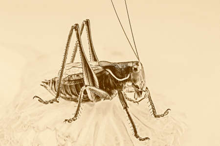 One grasshopper, a picture with old styleの写真素材
