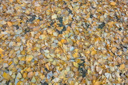 Yellow ginkgo leaves on the groundの写真素材