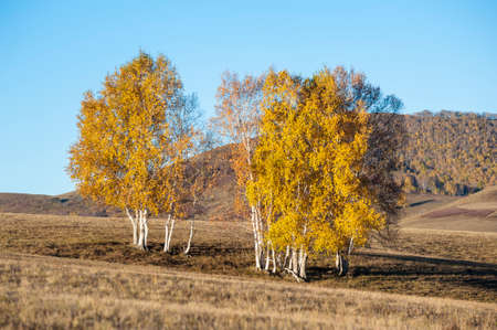 Silver birch in the grasslandの写真素材