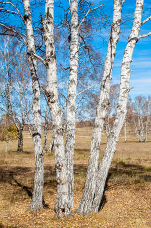 Silver birch in autumnの写真素材