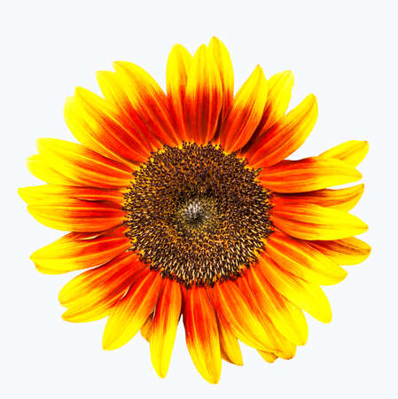 Sunflower isolated on white backgroundの写真素材