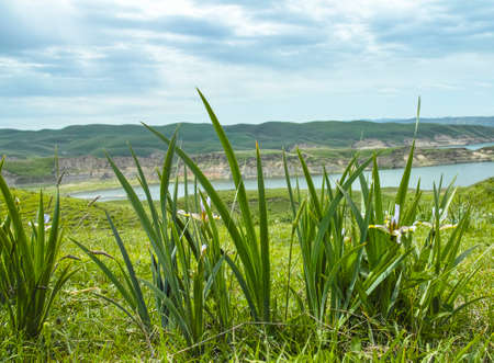 Grass on the meadowの写真素材