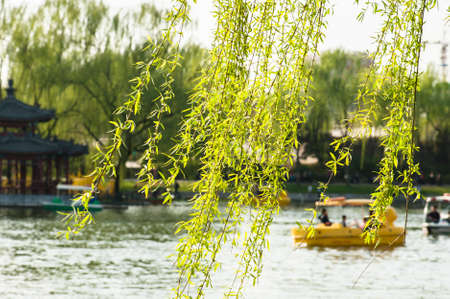Green leaves in the springの写真素材
