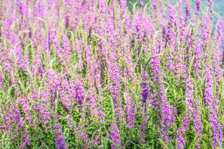 Lavender garden