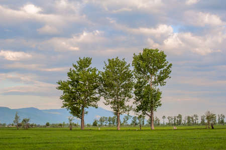 Trees in outdoorの写真素材