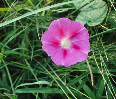 Blooming trumpet flower