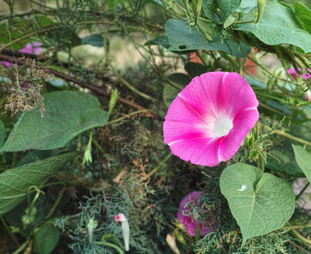Blooming trumpetflowerの写真素材