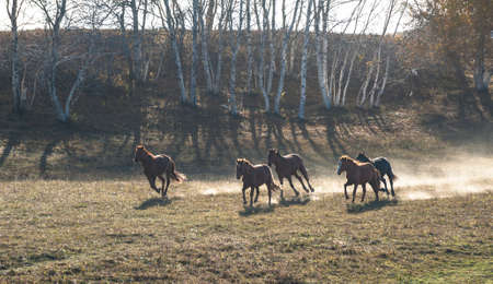 Running horsesの写真素材