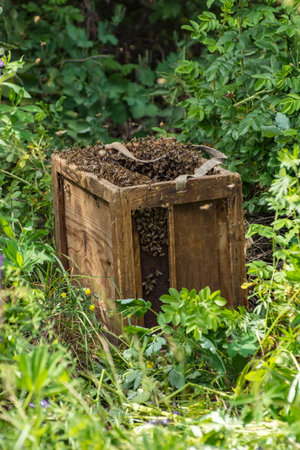Hard working bees