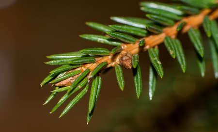 green treeの写真素材