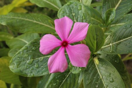 Pink Flowerの写真素材