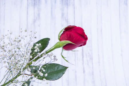 rose flower on wooden backgroundの写真素材