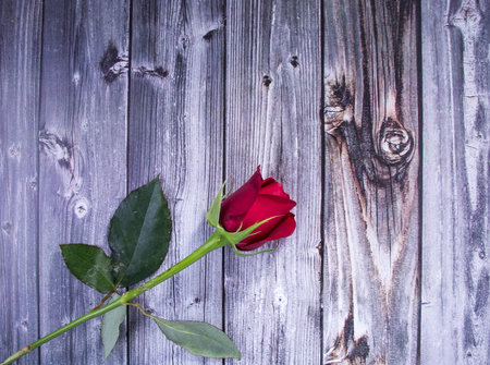 rose flower on wooden backgroundの写真素材