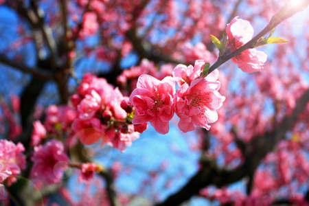 Pink cherry blossomsの写真素材