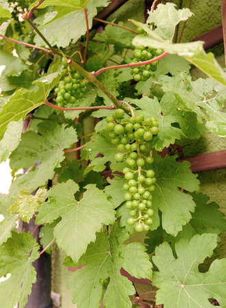 Green unripe grapesの写真素材