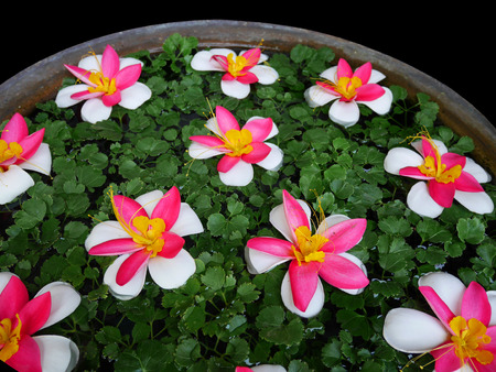 Flower decorations in traditional Thai big water jar on black backgroundの写真素材