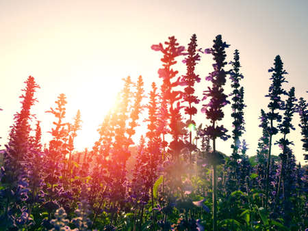 Backlit violet flower fieldの写真素材