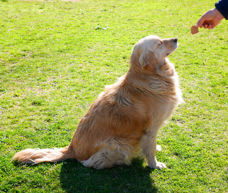 Golden retriever dog waiting for treatの写真素材