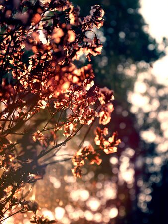 Dried flower with backlit evening light behind tree backgroundの写真素材