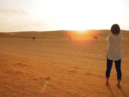 Taking photo of camels and sunset in Wahiba desert, Omanの写真素材